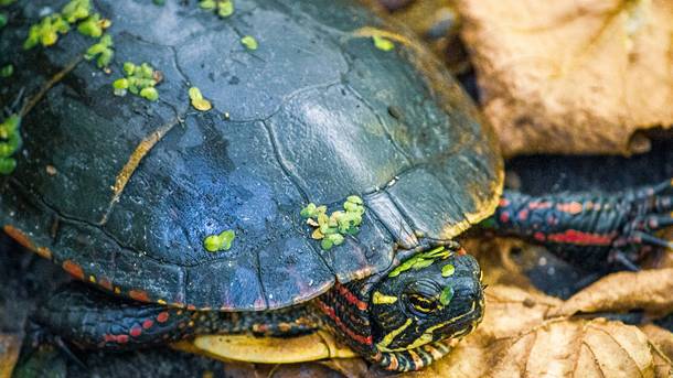 Painted turtle on the hiking trail 