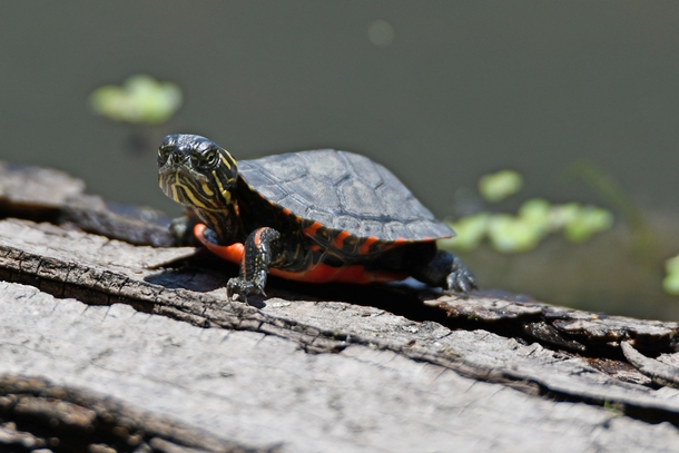 Painted turtle Photo credit to Anthony Schalk