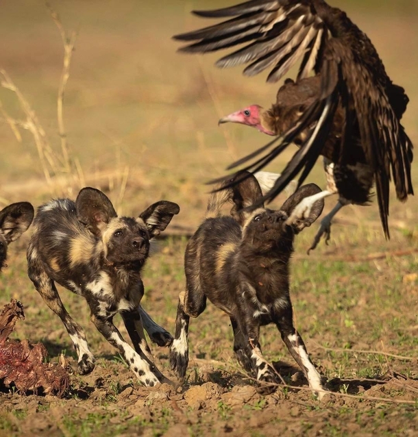 Painted wolf Lycaon pictus juveniles optimistically thinking they can catch a vulture  Jens Cullmann