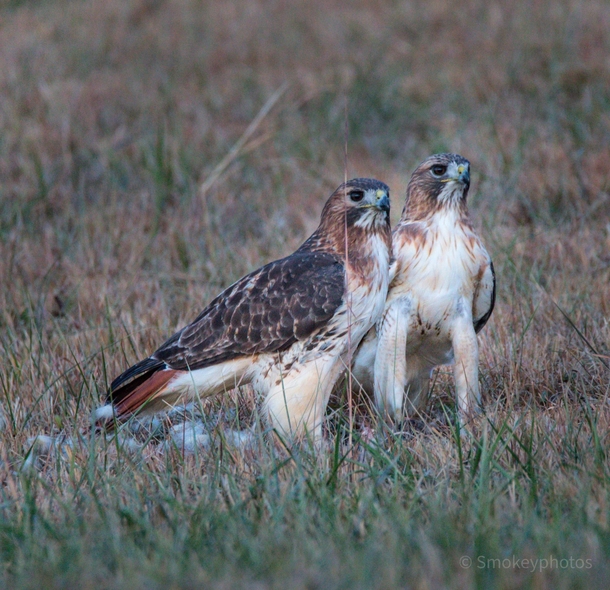 Pair of red tail hawks 
