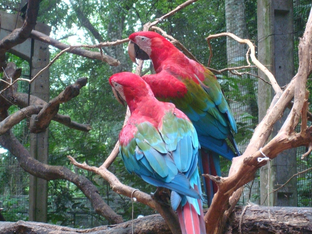 pair of scarlet macaws Ara macao Foz de Iguaz Brazil 