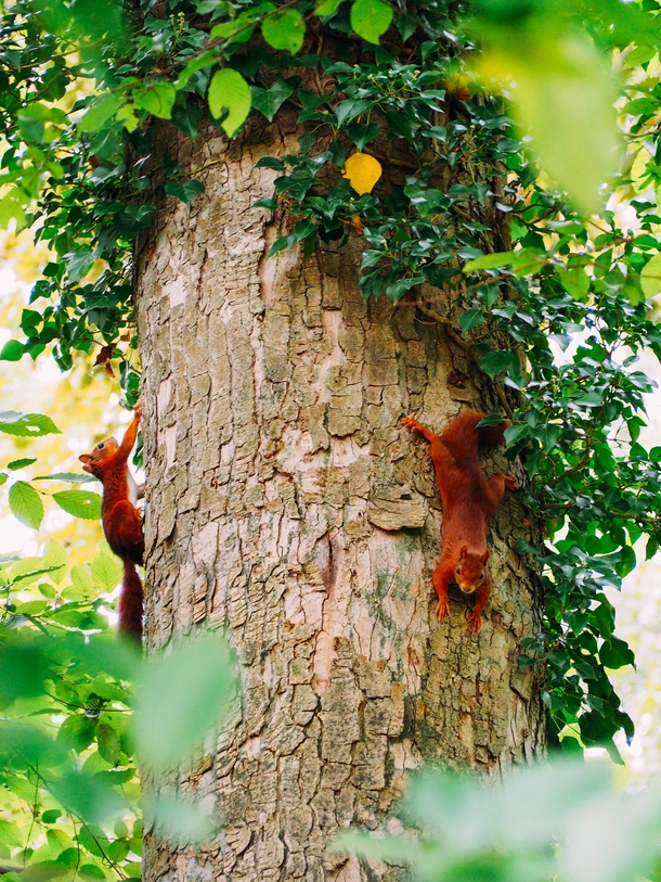 Pair of squirrels up a tree Photo credit to Brecht Denil