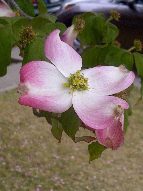 Pale Pink Dogwood Bloom Pasadena Ca Photorator