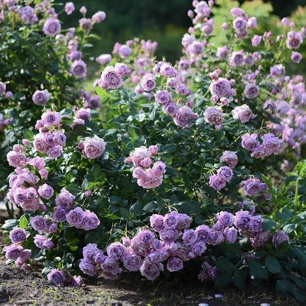 Pale purple rose