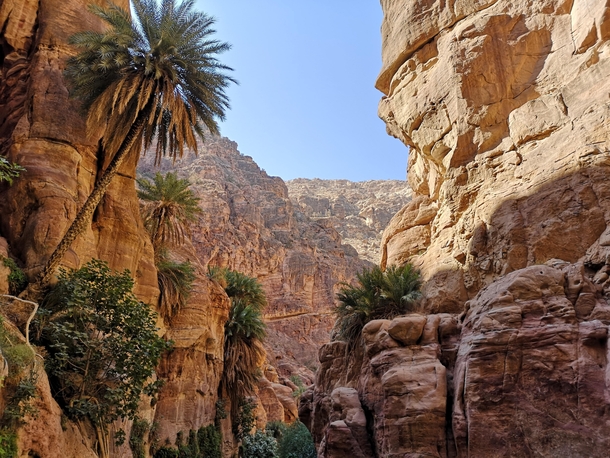 Palm trees growing on steep cliffs Wadi Ghuweir Jordan 