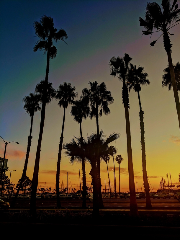 Palms Trees Long Beach CA