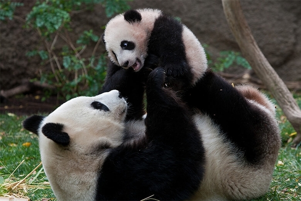Panda playing with baby