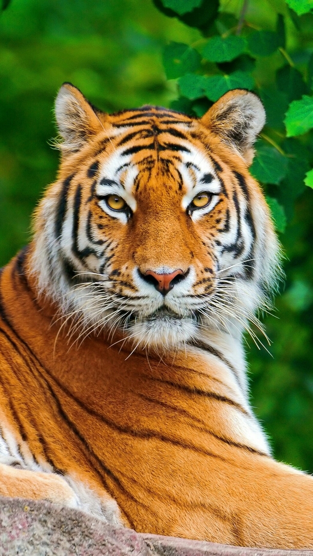 Panthera Tigris Posing up for a Passport size Pic lol x
