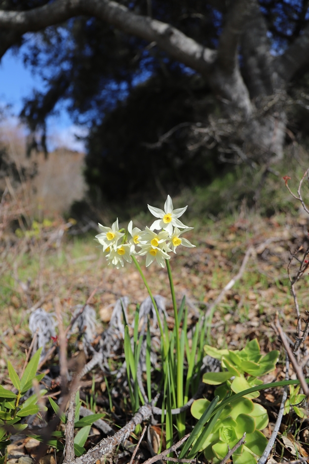 Paperwhite Narcissus Narcissus papyraceus Bolinas Lagoon California 