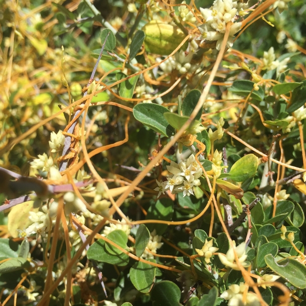 Parasitic dodder Cuscuta californica flowering on Ceanothus OC Photorator