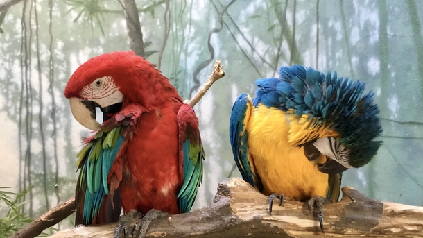 Parrots at the Brooklyn Zoo