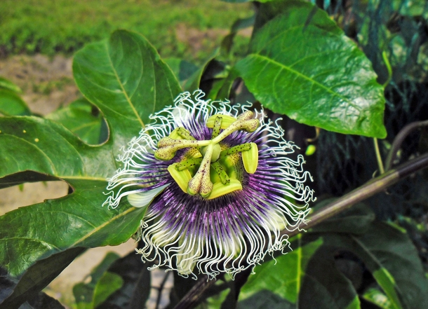 Passiflora edulis 
