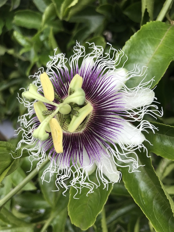Passiflora edulis in bloom today Photo taken just prior to hacking back this aggressive beast At least the fruit is good