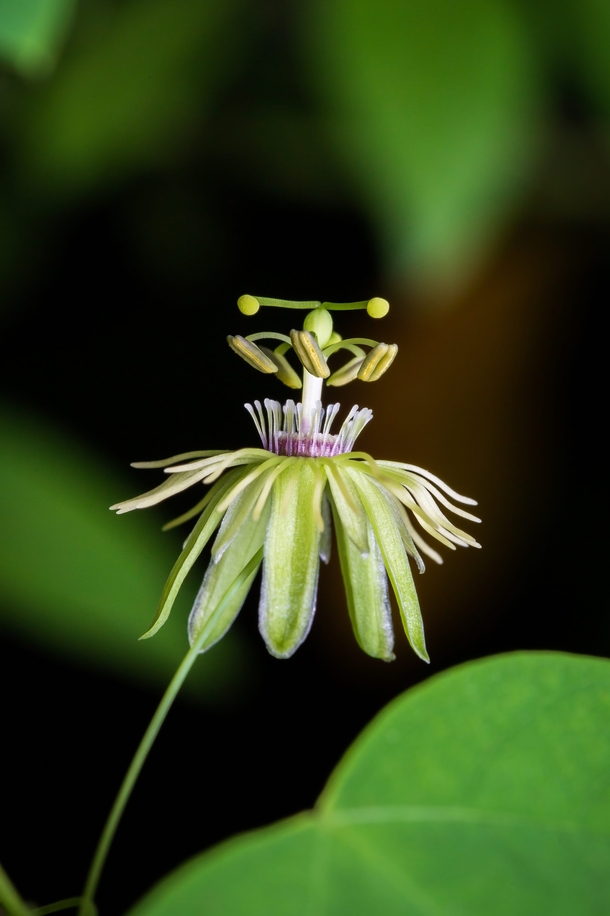 Passiflora lutea yellow passionflower growing near the Meramec River in the Ozarks Each inflorescence blooms for a single day 
