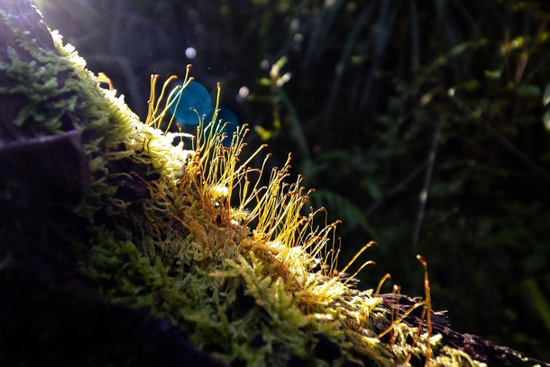 Patch of fungi I found growing on a log on NZs West Coasts Truman track 