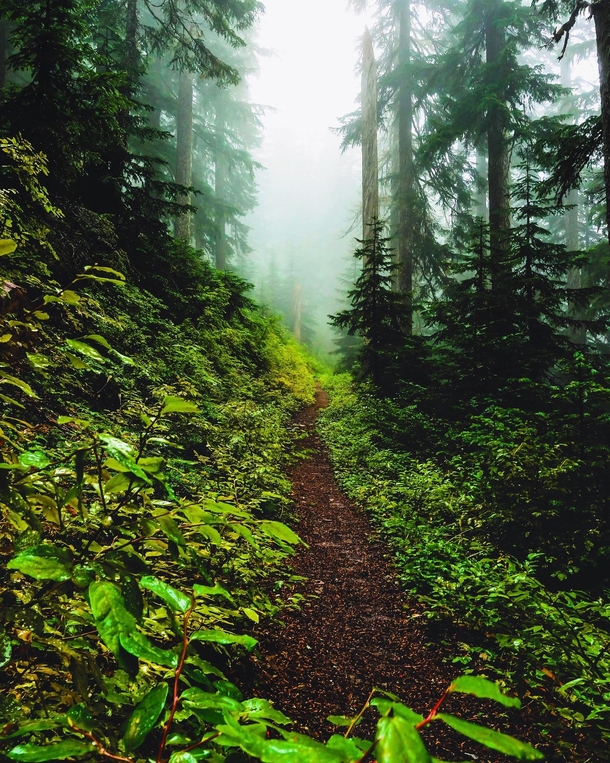 Path into the unknown Pacific Crest Trail Mt Hood Wilderness OR 