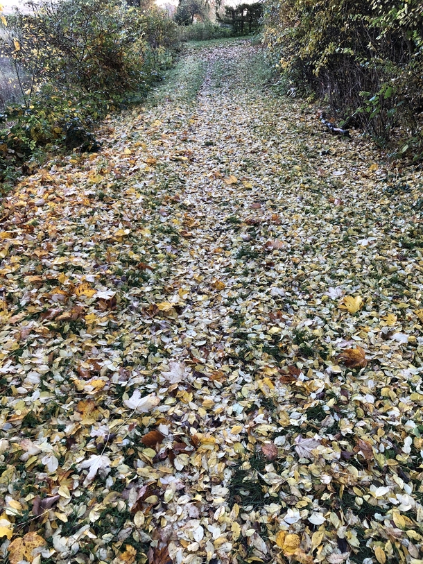 Path to autumn Denmark 