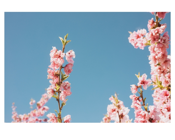 Peach blossom picture with Canon D OC