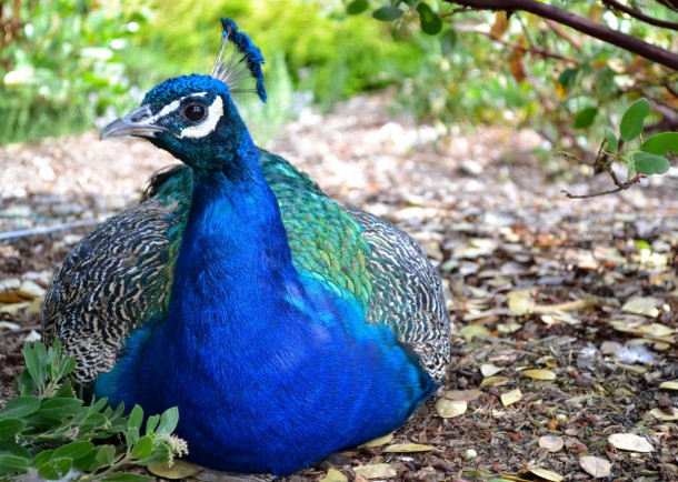 Peacock Pavo cristatus 