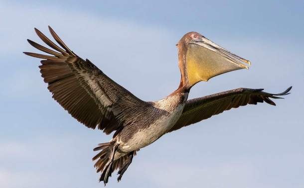 Pelican in Flight Spread your wings x OC