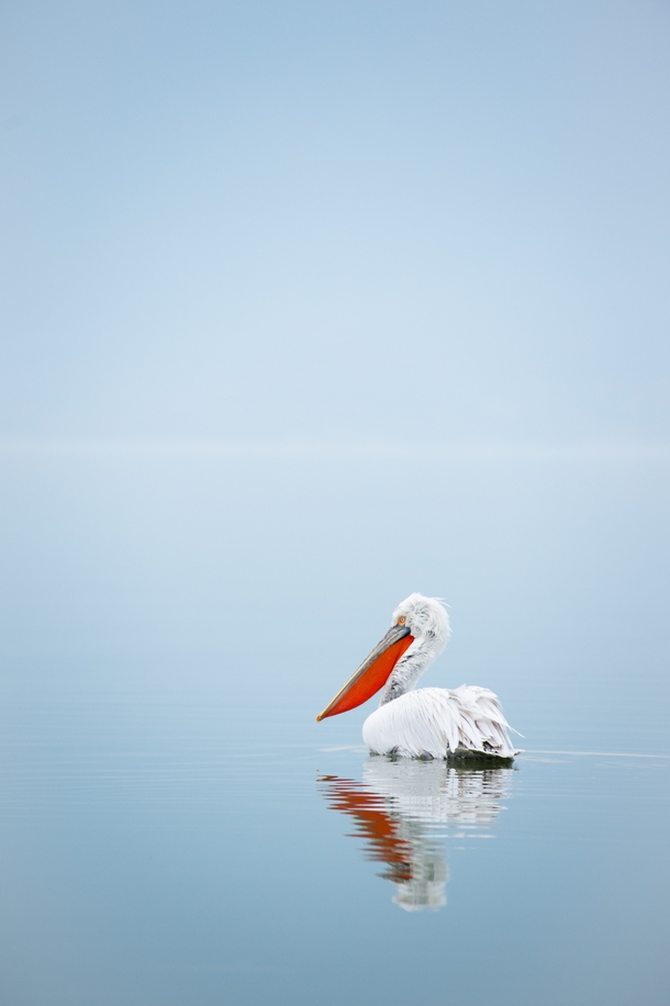 Pelican on blue water Photo credit to Birger Strahl