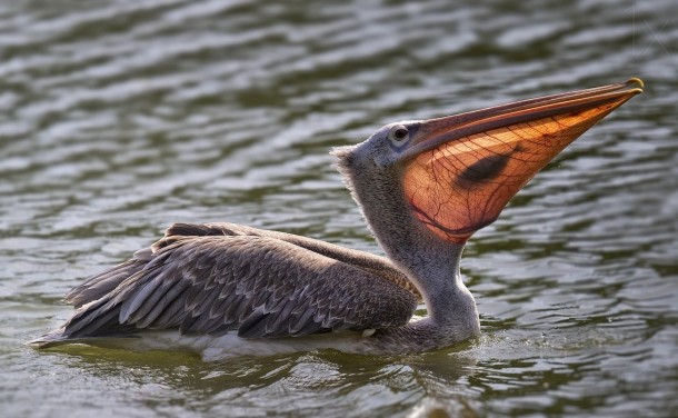 Pelican swallowing a fish 