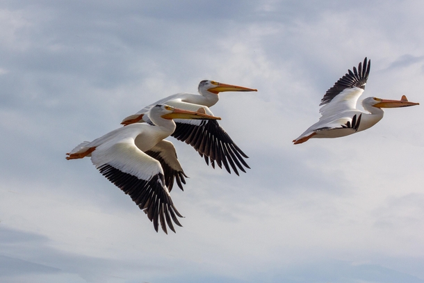 Pelicans in flyover 