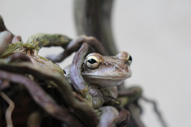 Pelobatidae Frog 
