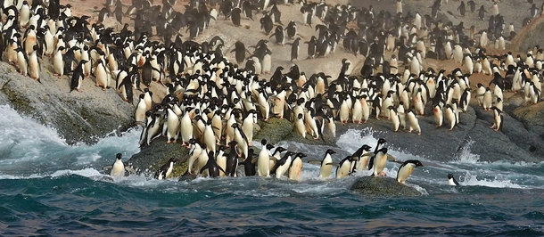 Penguins diving into the Southern Ocean Antartica  Photo by Sergei Kokinsky