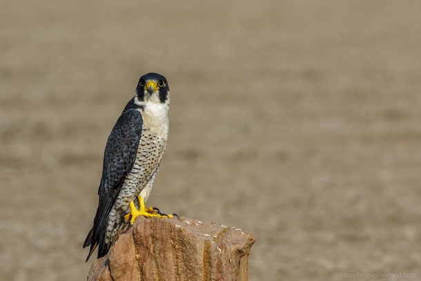Peregrine Falcon - Falco peregrinus - Little Rann of Kutch Gujarat India 