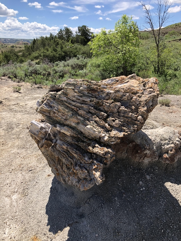Petrified Tree Stump in TR Natl Park ND 