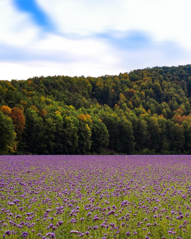 Phacelia flowers for honey production in autumn Germany 