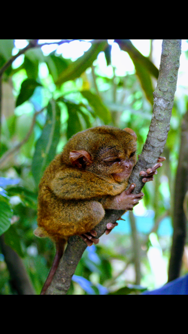 Philippine tarsier on Bohol Island 
