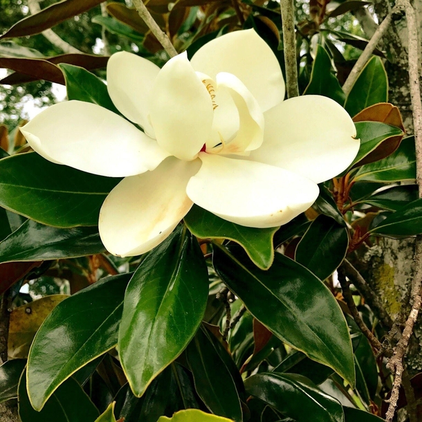 Photo of a magnolia I took back when I lived in the Magnolia State Mississippi