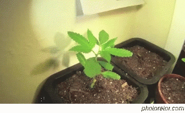 Phototropism in Cannabis plant 