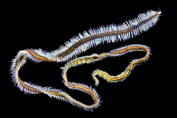 Phyllodocidae from the Coral Sea By Alexander Semenov 