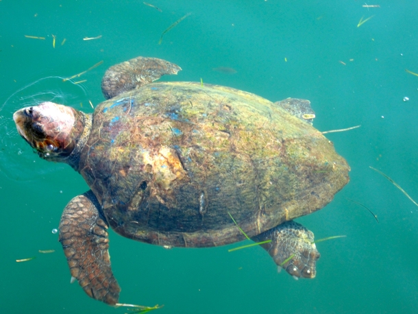 Pic #1 - A Majestic Loggerhead Sea Turtle in Kefalonia Greece Caretta Caretta  Link to more photos in comments