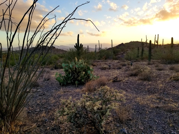 Picacho State Park AZ Sunset Vista Trail 