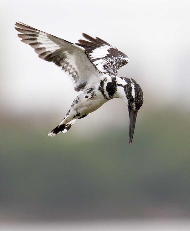 Pied Kingfisher hovering over a lake in India 