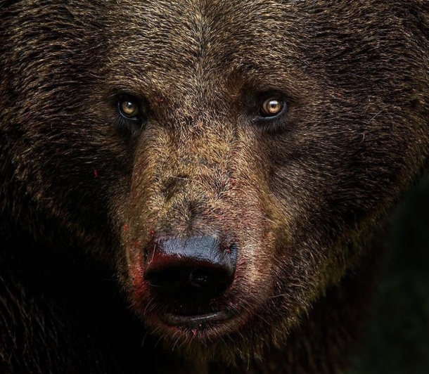 Piercing eyes It goes without saying that the brown bear is one of the most beautiful animals in the world