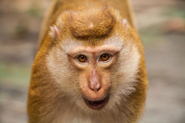 Pig-tailed Macaque 