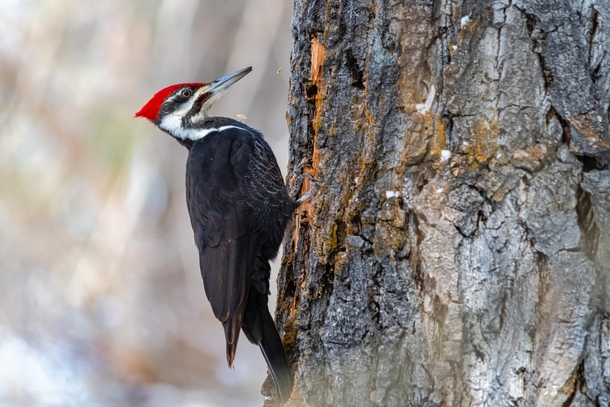 Pileated Woodpecker at the moment between hammers 