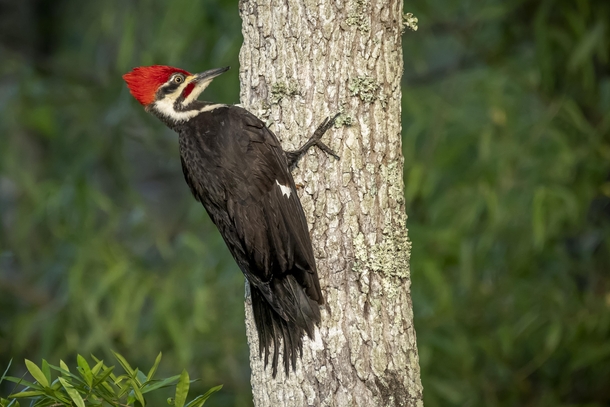 Pileated Woodpecker Dryocopus pileatus - Anson County North Carolina