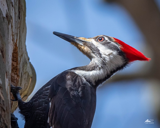 Pileated woodpecker Photo credit to joey_endy