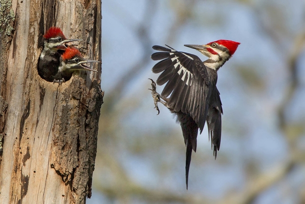 Pileated Woodpeckers by Linda Cullivan 