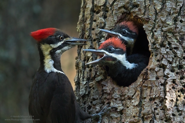 Pileated woodpeckers Dryocopus pileatus by Henrik Nilsson 