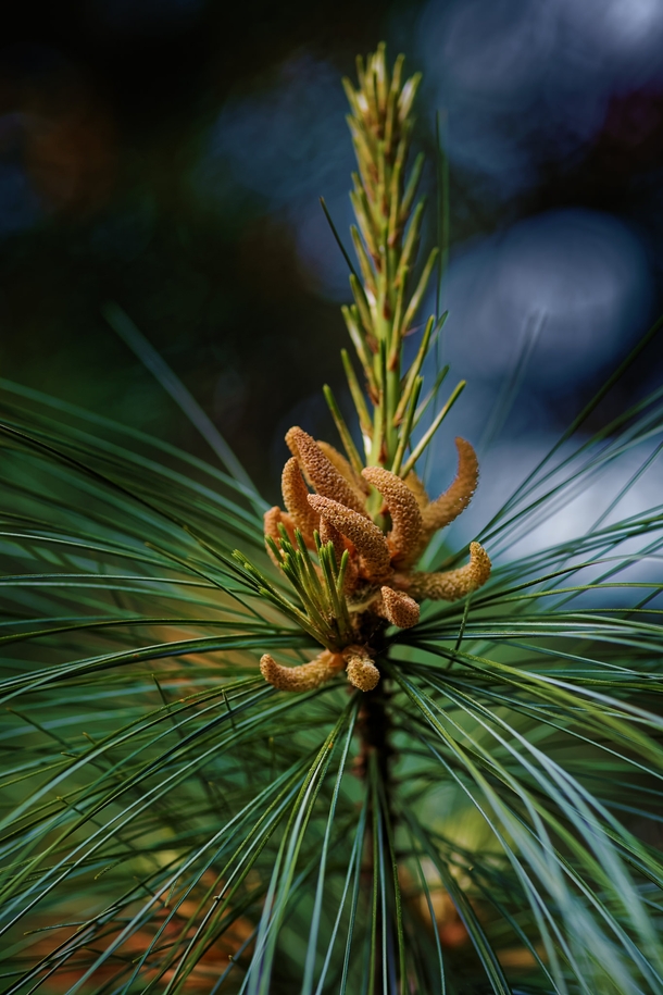 Pine Catkins Photorator