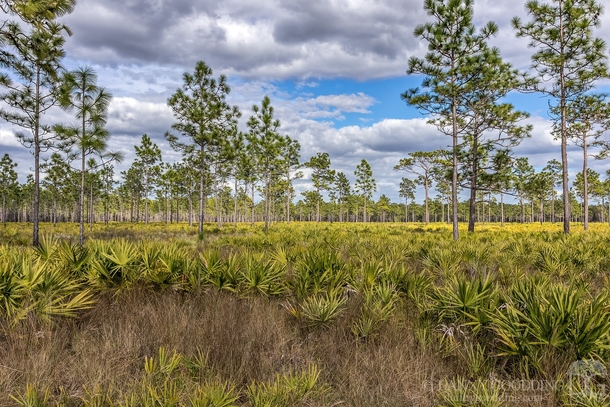 Pine flatwoods ecosystem at Hal Scott Preserve near Orlando Florida 