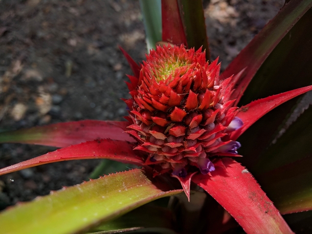 Pineapple Flower 