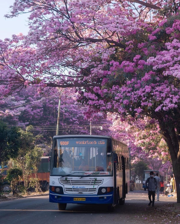 Pink blooms near BEML Layout Bangalore India